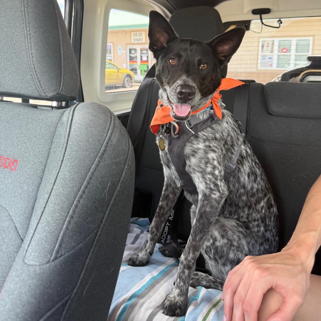 Nico, Adoptable, Young Male Mixed Breed.