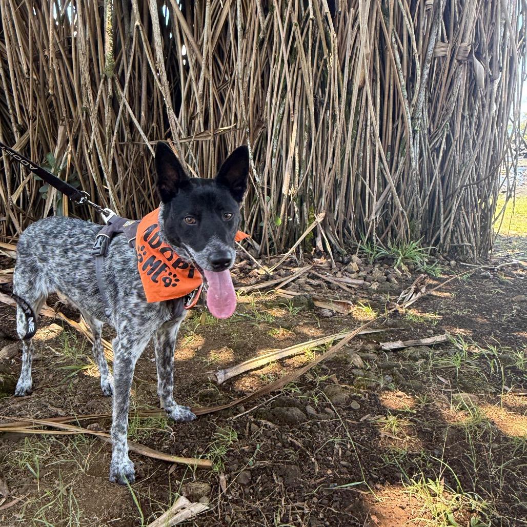 Enlarge Nico, a Adoptable Mixed Breed in Kailua Kona, HI image 2/6