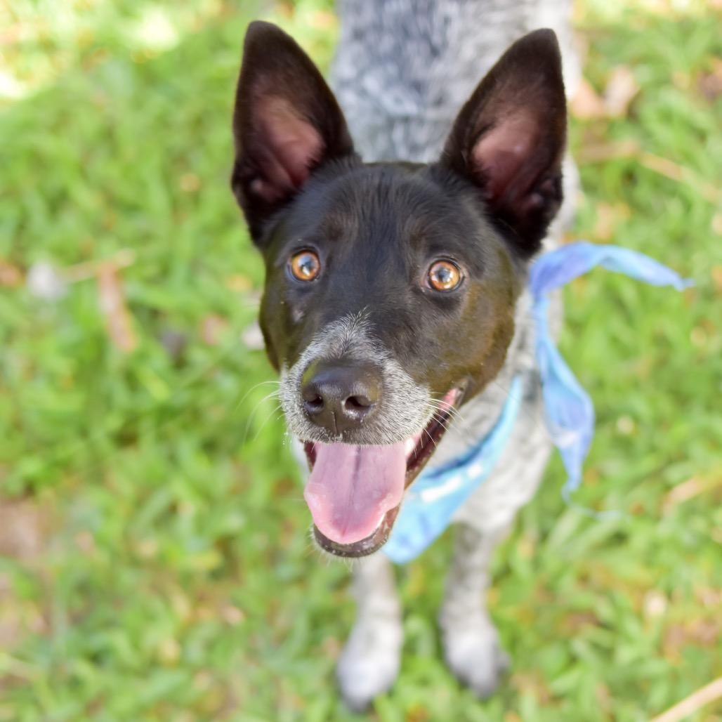 Enlarge Nico, a Adoptable Mixed Breed in Kailua Kona, HI image 3/6