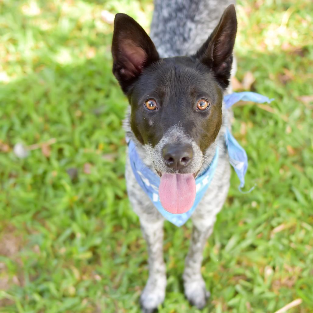 Enlarge Nico, a Adoptable Mixed Breed in Kailua Kona, HI image 4/6