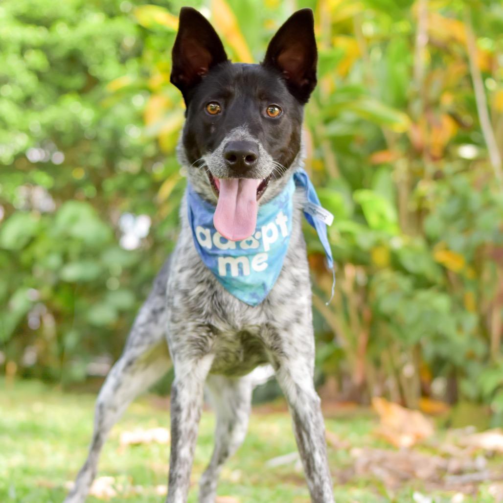 Enlarge Nico, a Adoptable Mixed Breed in Kailua Kona, HI image 5/6