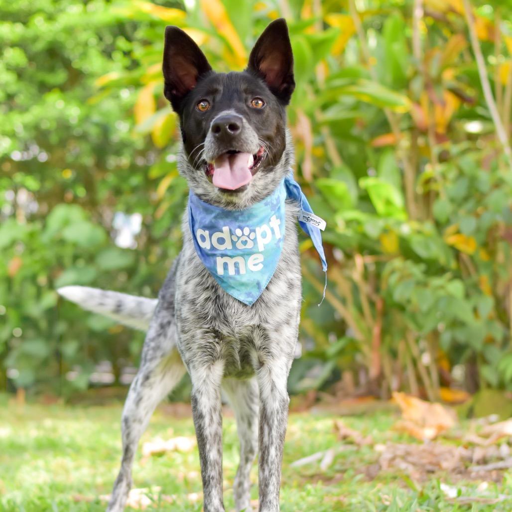 Enlarge Nico, a Adoptable Mixed Breed in Kailua Kona, HI image 6/6