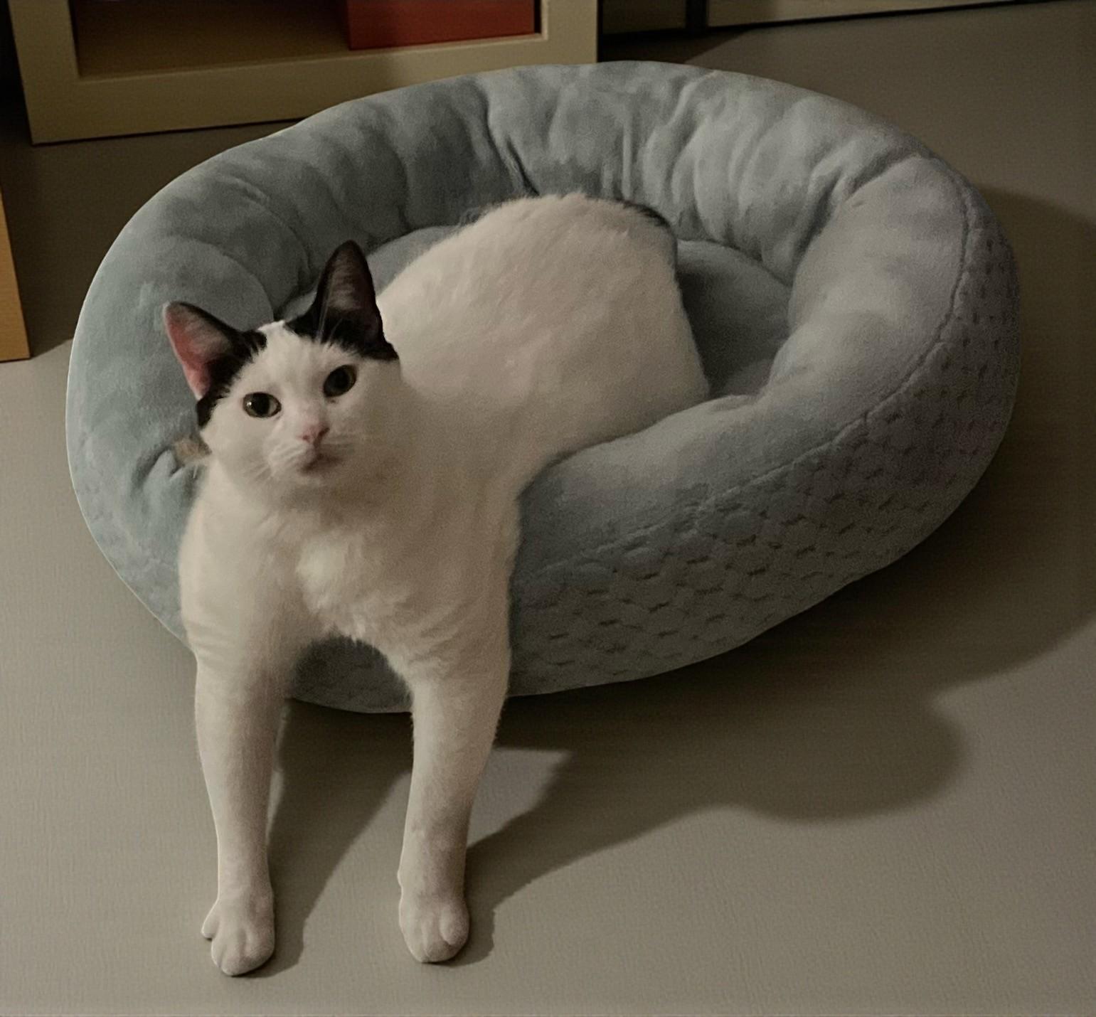 Lulu – The Bold & Sassy Tuxedo Diva Who Runs the Room