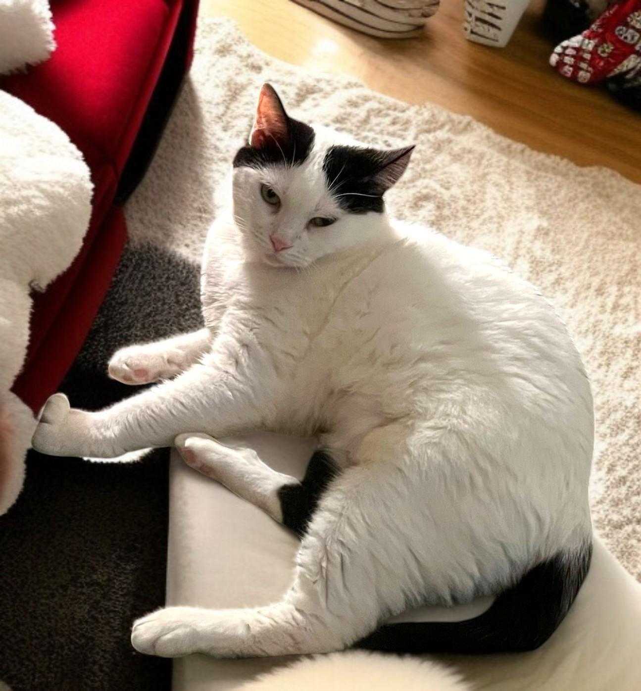 Lulu – The Bold & Sassy Tuxedo Diva Who Runs the Room