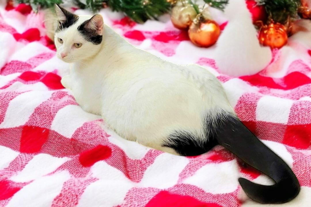 Lulu – The Bold & Sassy Tuxedo Diva Who Runs the Room