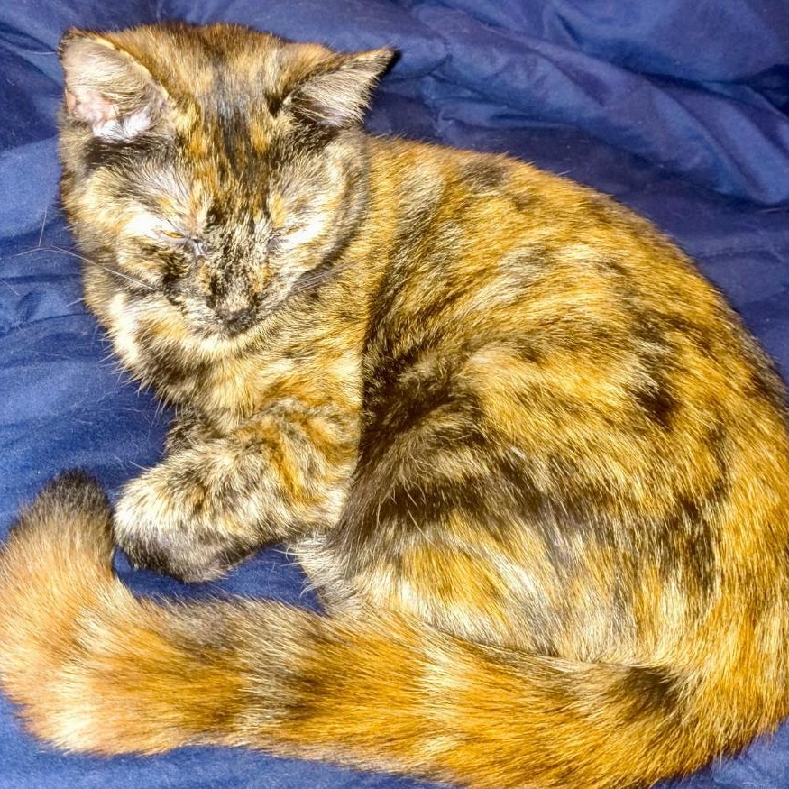 Umbreon, ADOPTABLE, Young Female Domestic Short Hair.