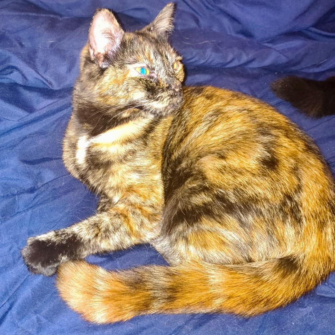 Umbreon, a ADOPTABLE Domestic Short Hair in Gastonia, NC image 2/2