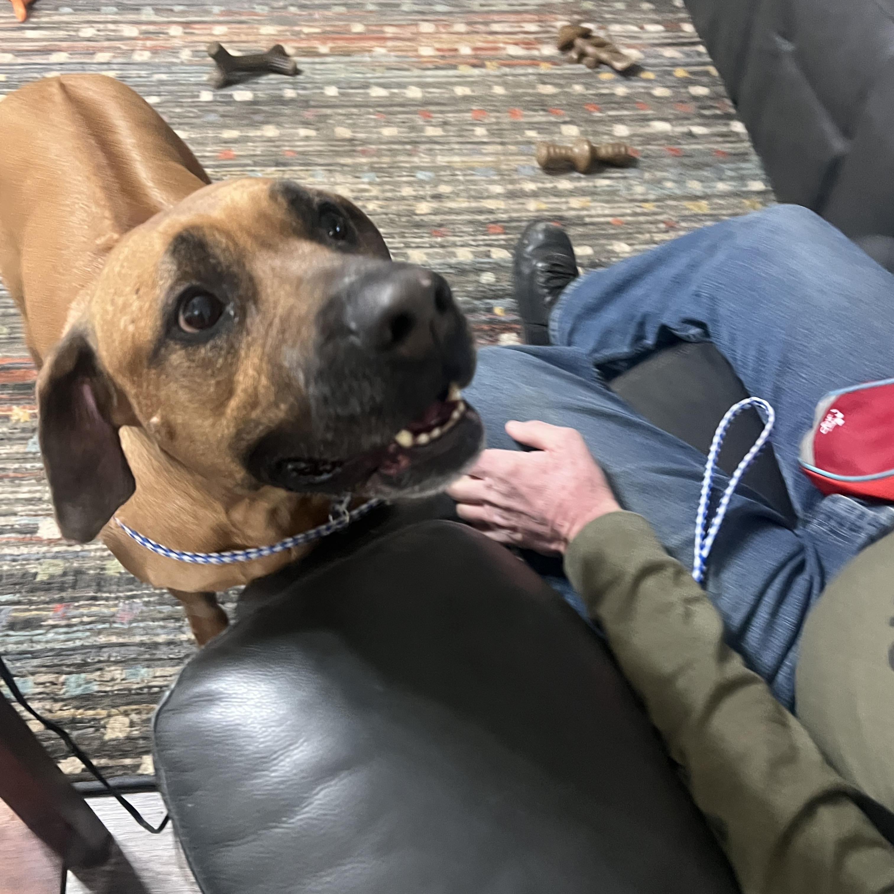 Enlarge Brandy, a Adoptable mixed breed in Paradise, TX image 1/1