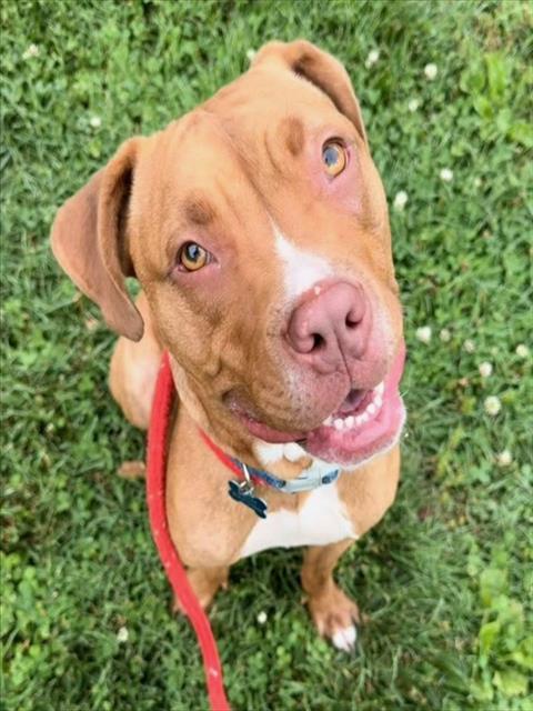 Enlarge LARRY, a Adoptable mixed breed in Olivette, MO image 1/1