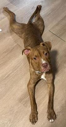 Enlarge LARRY, a Adoptable mixed breed in Olivette, MO image 1/1