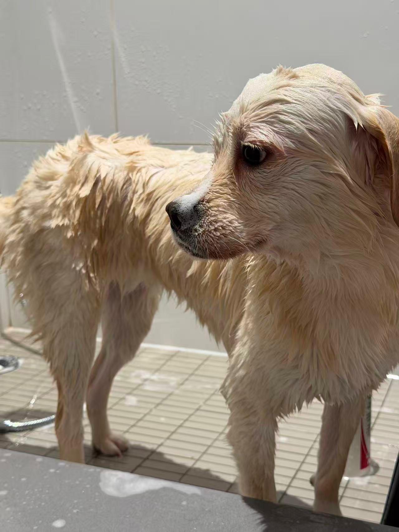 Enlarge Willow, a ADOPTABLE mixed breed in Markham, ON image 4/6