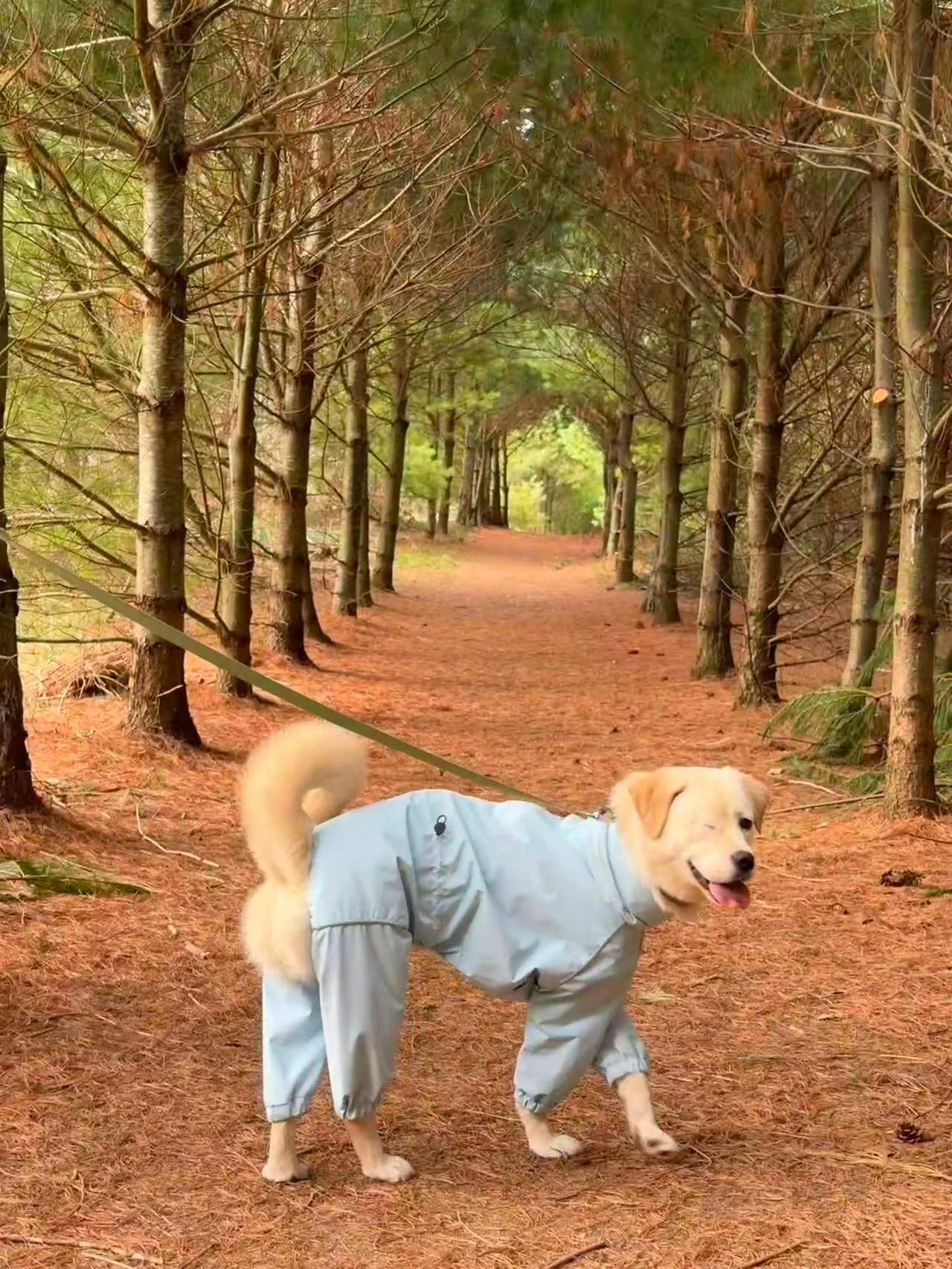 Enlarge Willow, a ADOPTABLE mixed breed in Markham, ON image 1/6