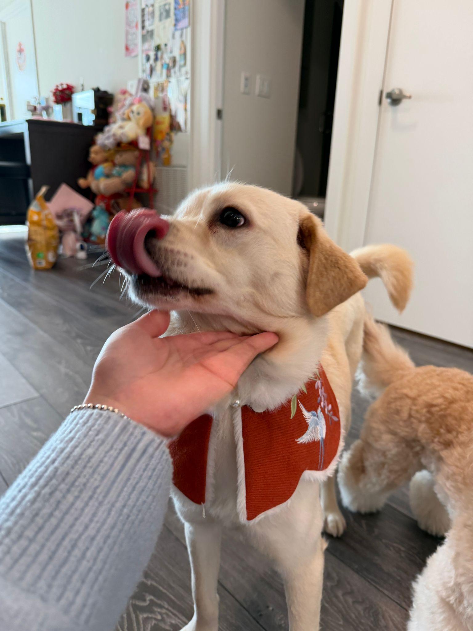 Enlarge Willow, a ADOPTABLE mixed breed in Markham, ON image 3/4