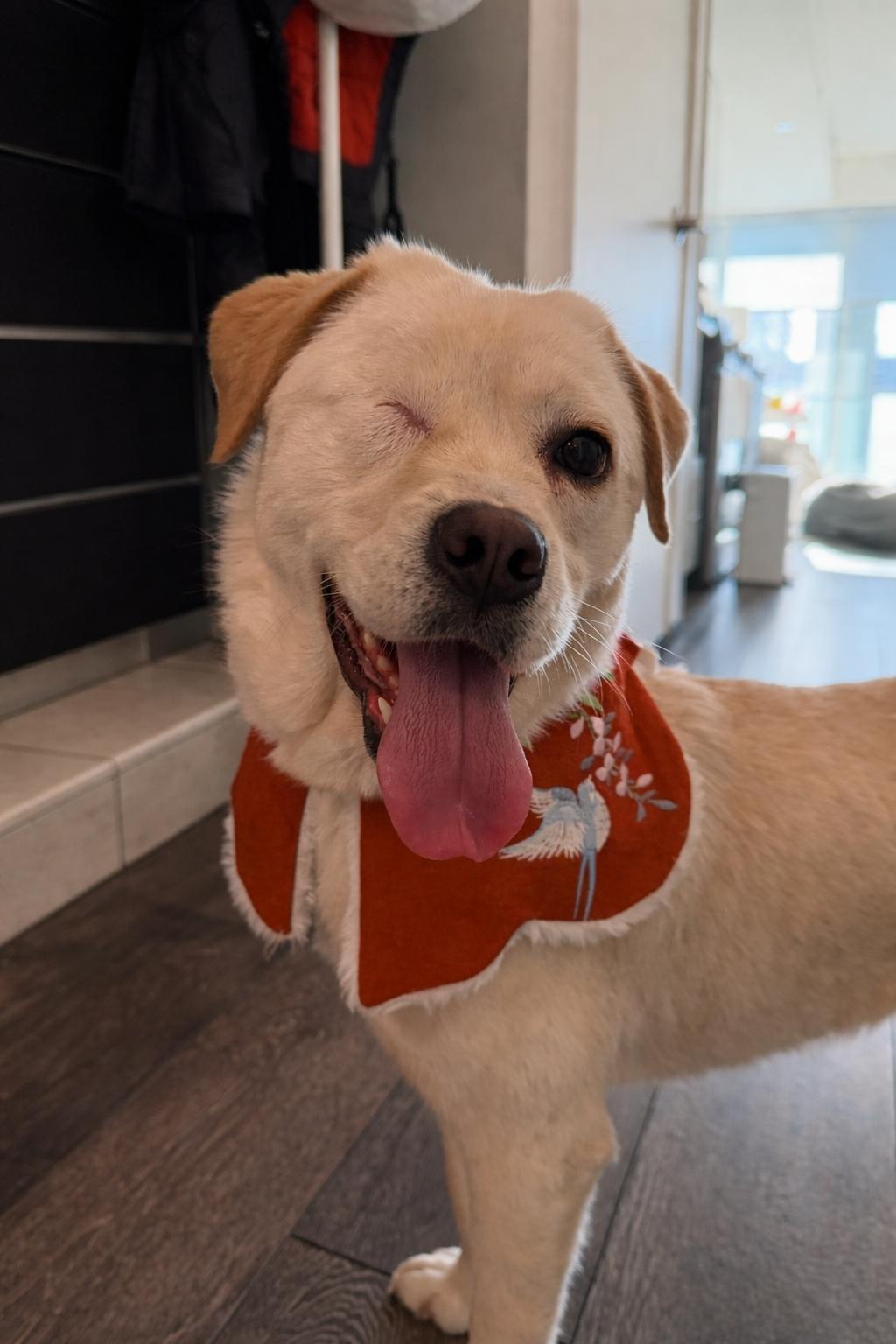 Enlarge Willow, a ADOPTABLE mixed breed in Markham, ON image 2/4