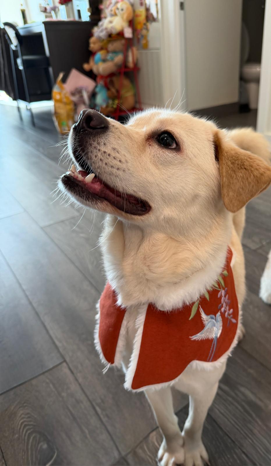 Willow, ADOPTABLE, Adult Female Labrador Retriever.