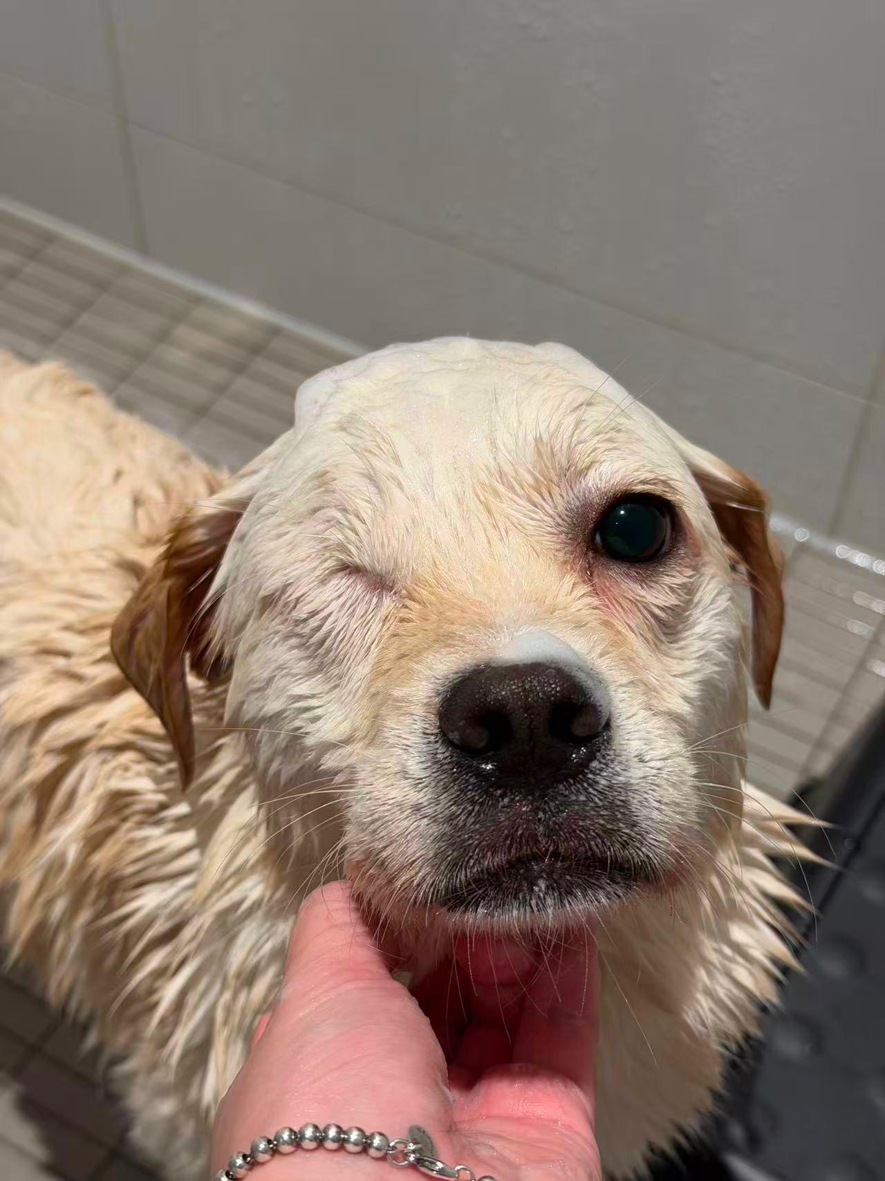 Enlarge Willow, a ADOPTABLE mixed breed in Markham, ON image 3/6