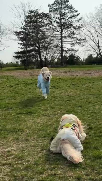 Enlarge Willow, a ADOPTABLE mixed breed in Markham, ON video 5/6