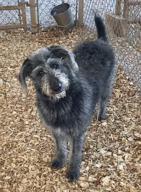 Enlarge Xena, a Adoptable Labradoodle in Huntsville, AL image 1/1