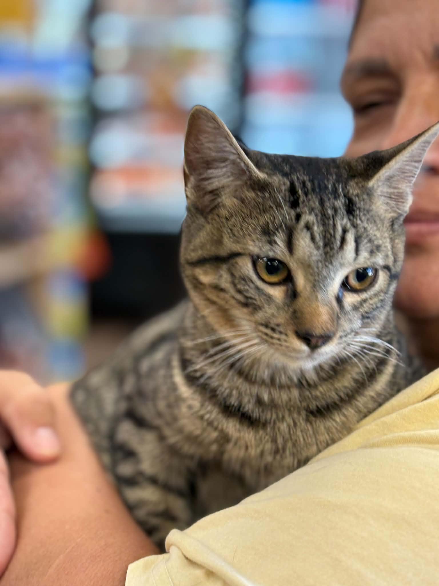 Enlarge Zander (Debbie-fostered in TN), a Adoptable mixed breed in Brooklyn, CT image 1/3