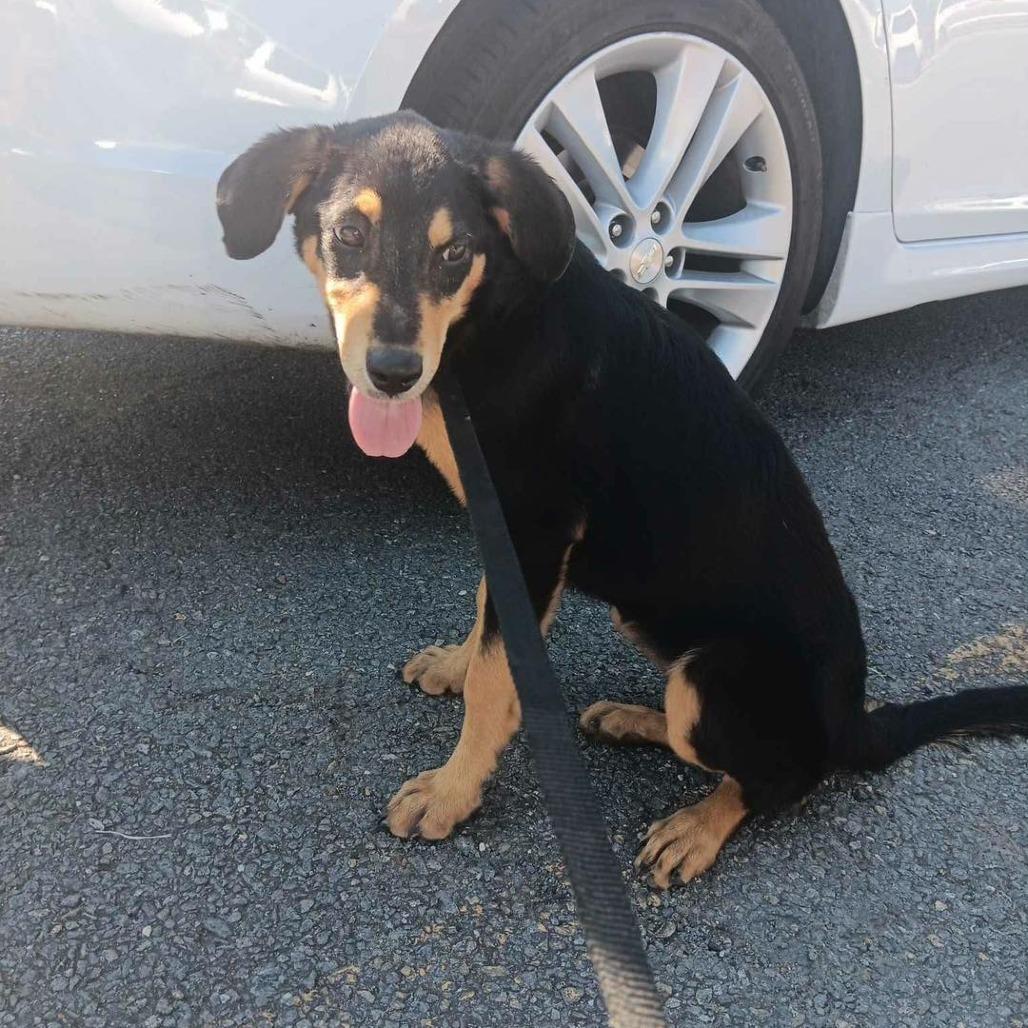 Enlarge Opal, a Adoptable mixed breed in Phoenix, MD image 1/5