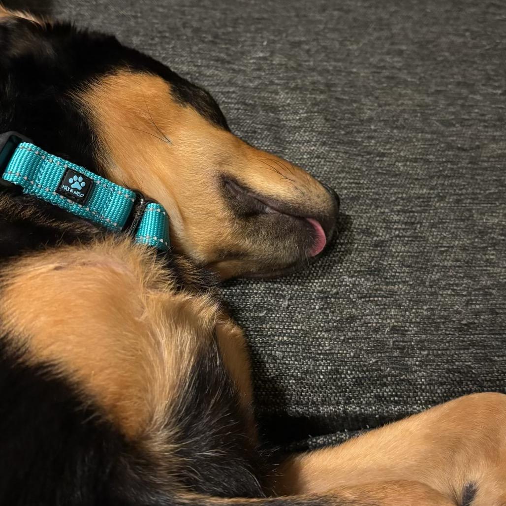 Enlarge Opal, a Adoptable mixed breed in Phoenix, MD image 3/5