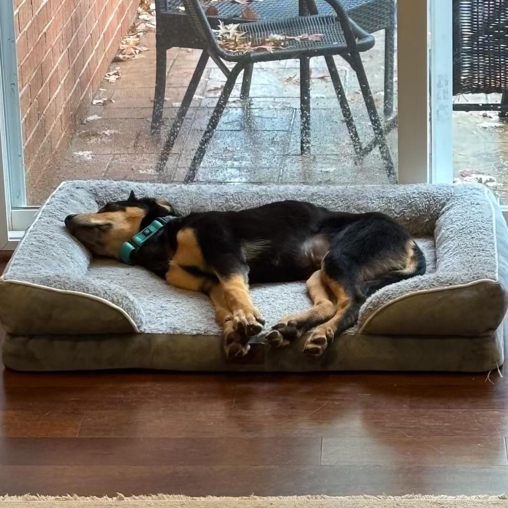 Enlarge Opal, a Adoptable mixed breed in Phoenix, MD image 4/5