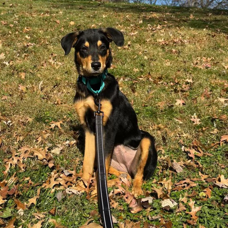 Enlarge Opal, a Adoptable mixed breed in Phoenix, MD image 5/5