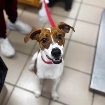 Cheif, Adoptable, Adult Male Mixed Breed & Mixed Breed.