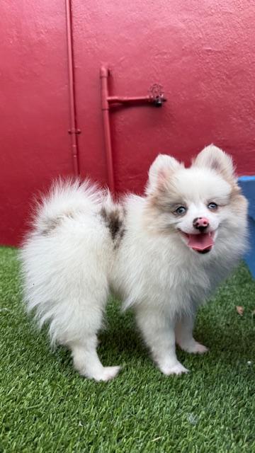 Echo / Redington Beach, a Adoptable mixed breed in Redington Beach, FL image 1/5