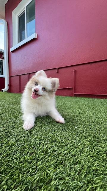 Echo / Redington Beach, a Adoptable mixed breed in Redington Beach, FL image 2/5
