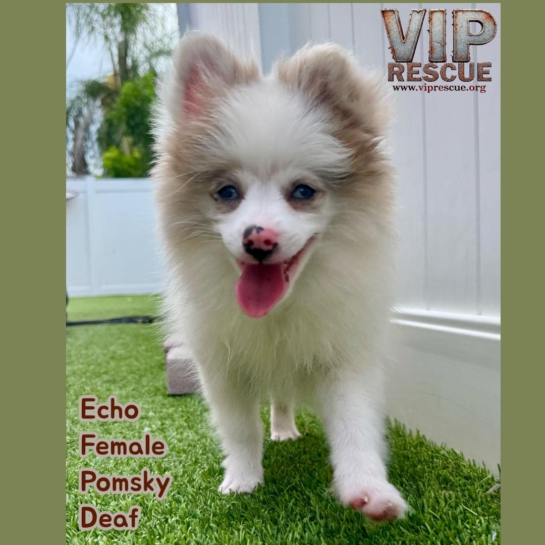 Echo / Redington Beach, a Adoptable mixed breed in Redington Beach, FL image 3/5