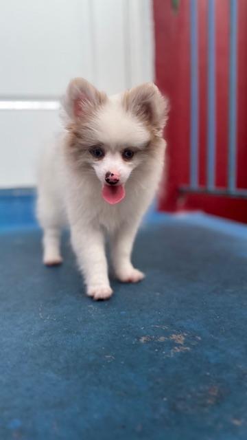 Echo / Redington Beach, a Adoptable mixed breed in Redington Beach, FL image 4/5