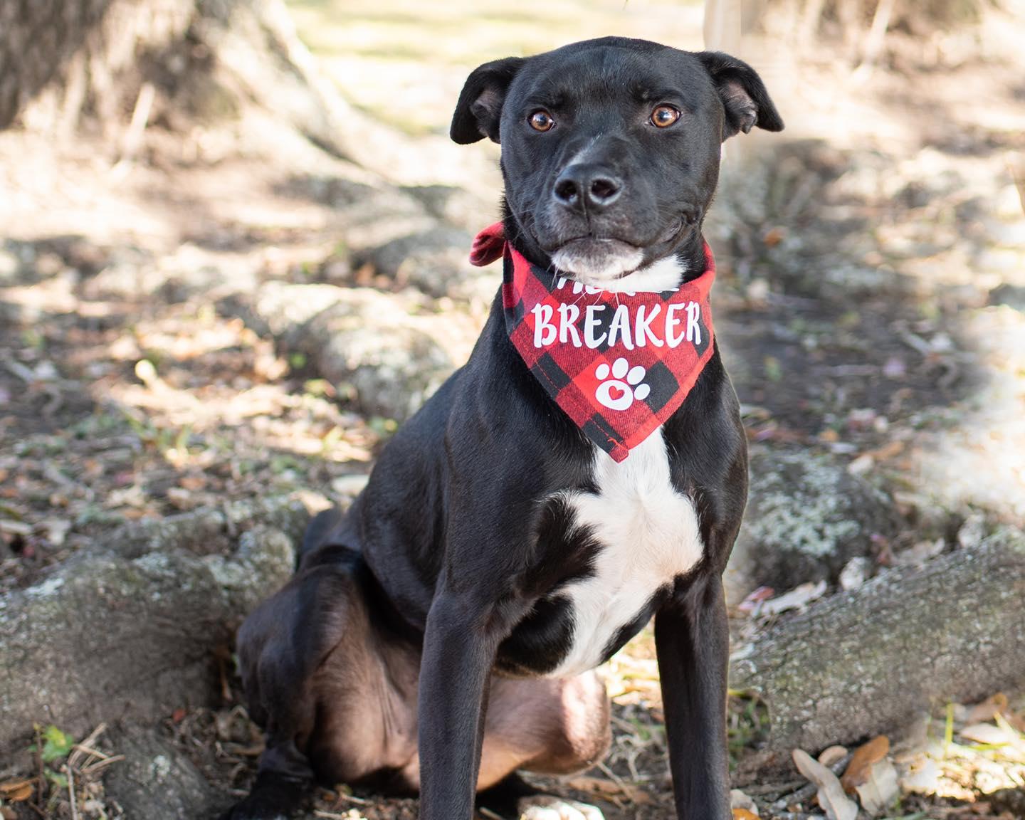 Enlarge Shawn, a Adoptable mixed breed in Houston, TX image 1/4