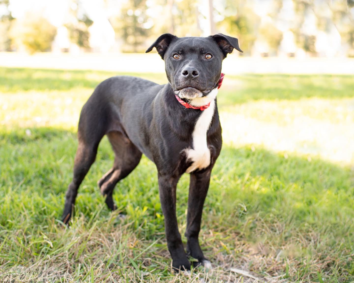 Enlarge Shawn, a Adoptable mixed breed in Houston, TX image 3/4
