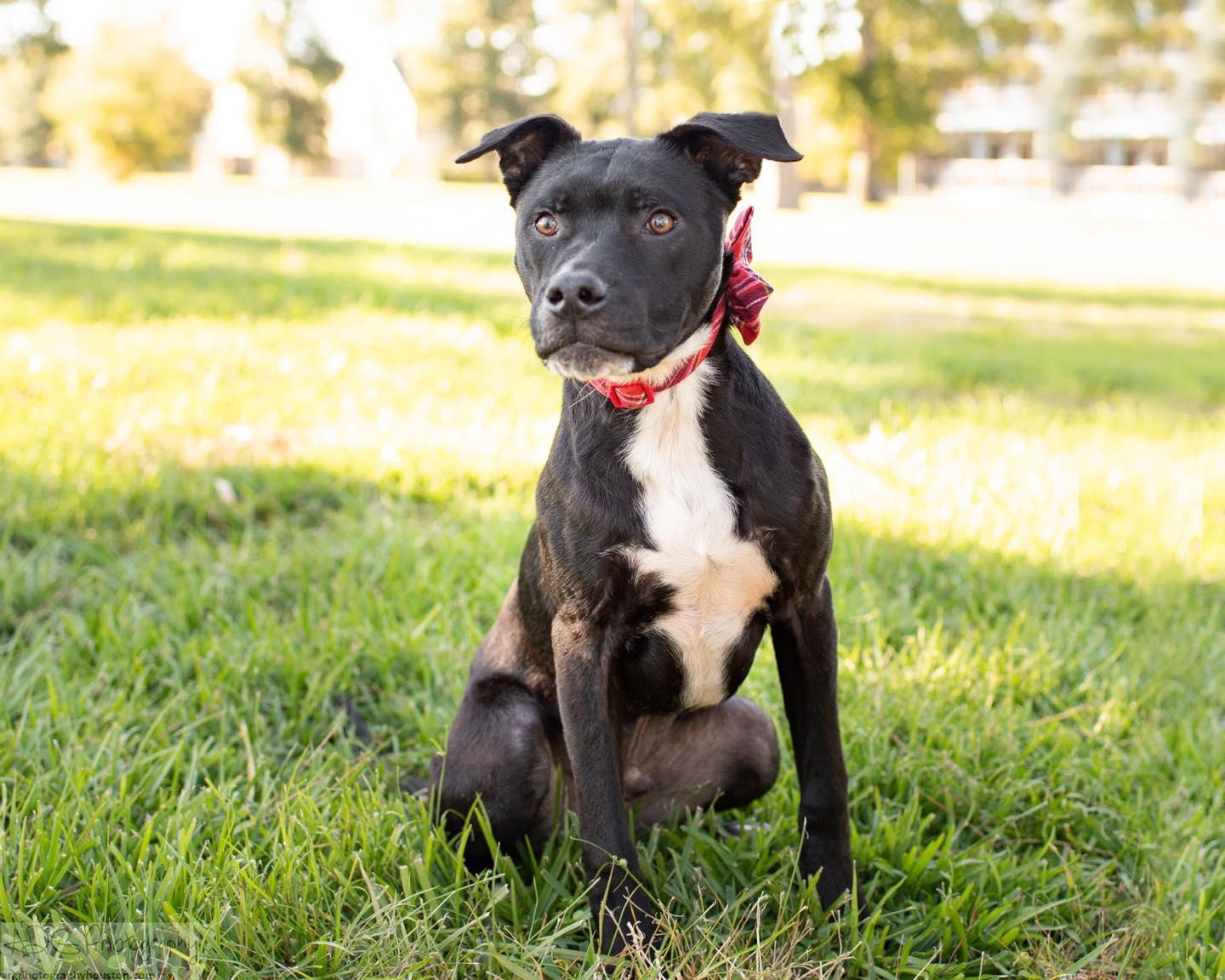 Enlarge Shawn, a Adoptable mixed breed in Houston, TX image 4/4
