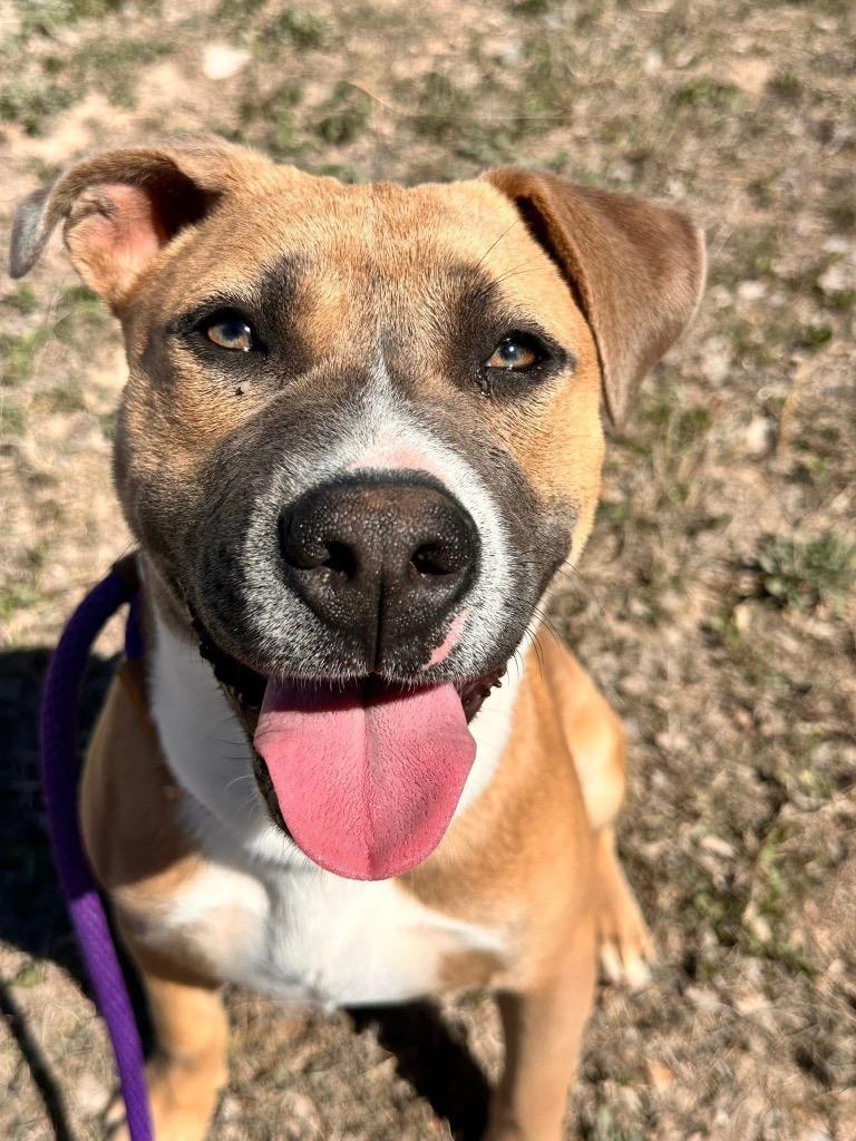 Enlarge Chip, a Adoptable American Staffordshire Terrier in Newcastle, OK image 1/3