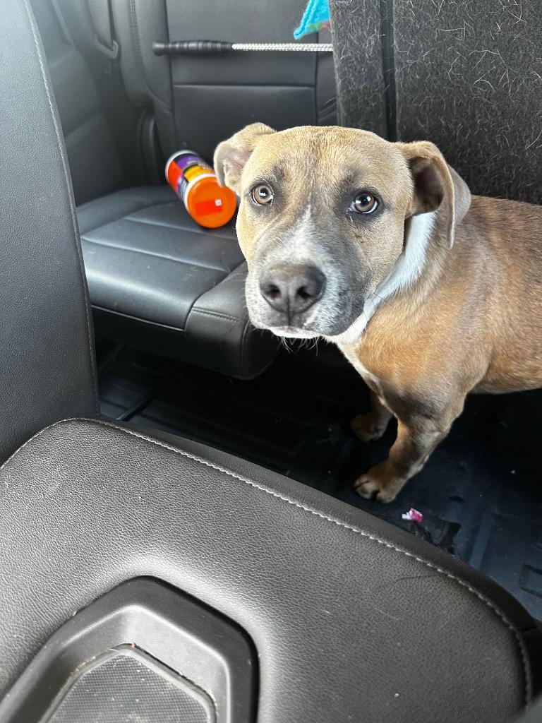 Enlarge Chip, a Adoptable American Staffordshire Terrier in Newcastle, OK image 2/3