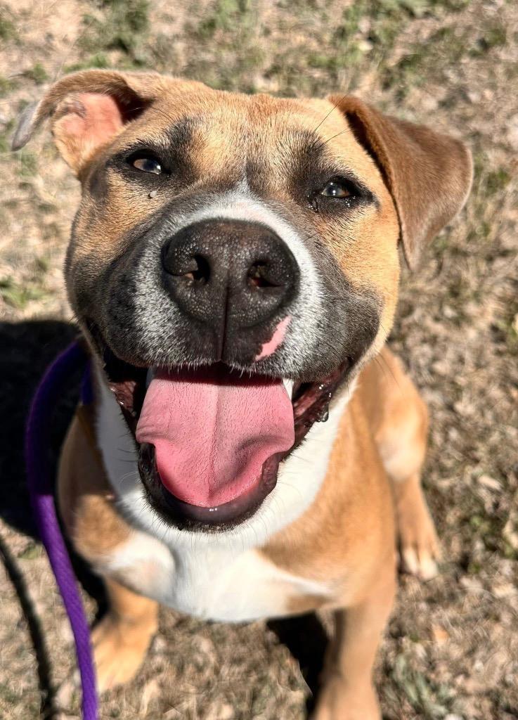 Enlarge Chip, a Adoptable American Staffordshire Terrier in Newcastle, OK image 3/3