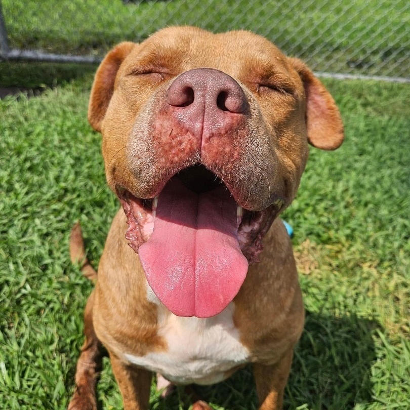 Enlarge Swap, a Adoptable Mixed Breed in Myrtle Beach, SC image 4/6