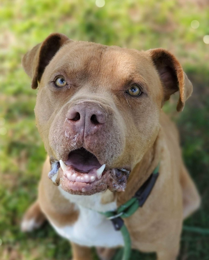 Enlarge Swap, a Adoptable Mixed Breed in Myrtle Beach, SC image 1/6