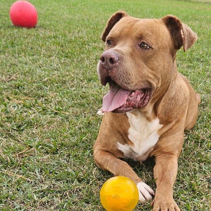 Enlarge Swap, a Adoptable Mixed Breed in Myrtle Beach, SC image 2/6