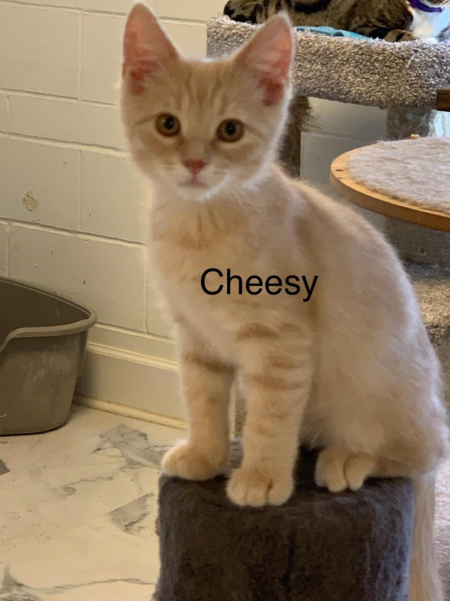 Cheesy, Adoptable, Young Male Domestic Short Hair.