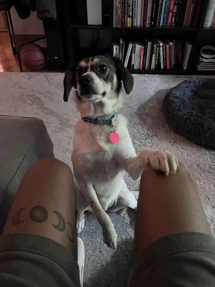 Daisy, Adoptable, Young Female Beagle & Terrier.