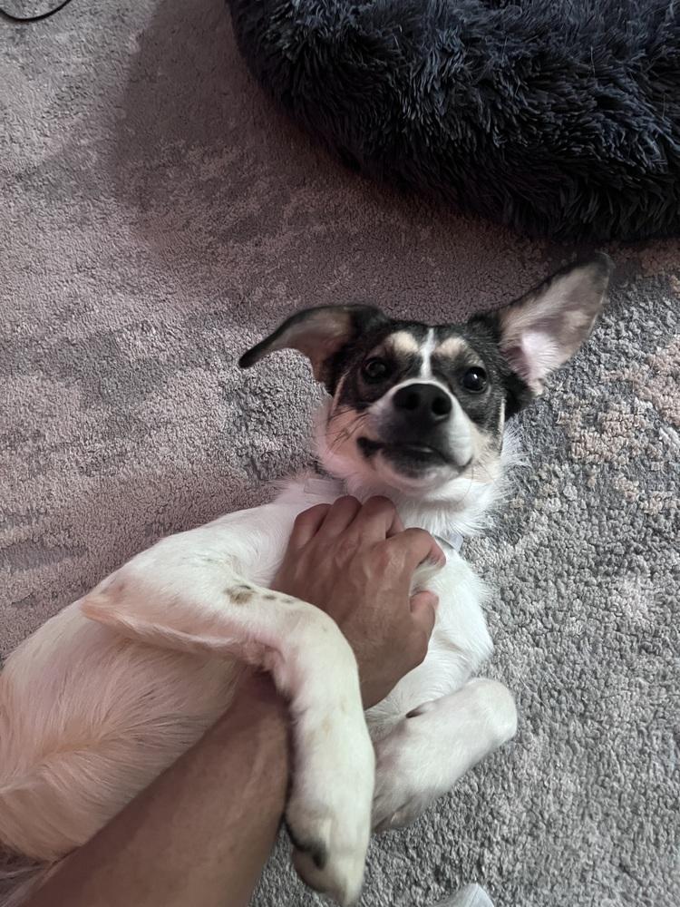 Daisy, a Adoptable mixed breed in Manhattan, NY image 2/3