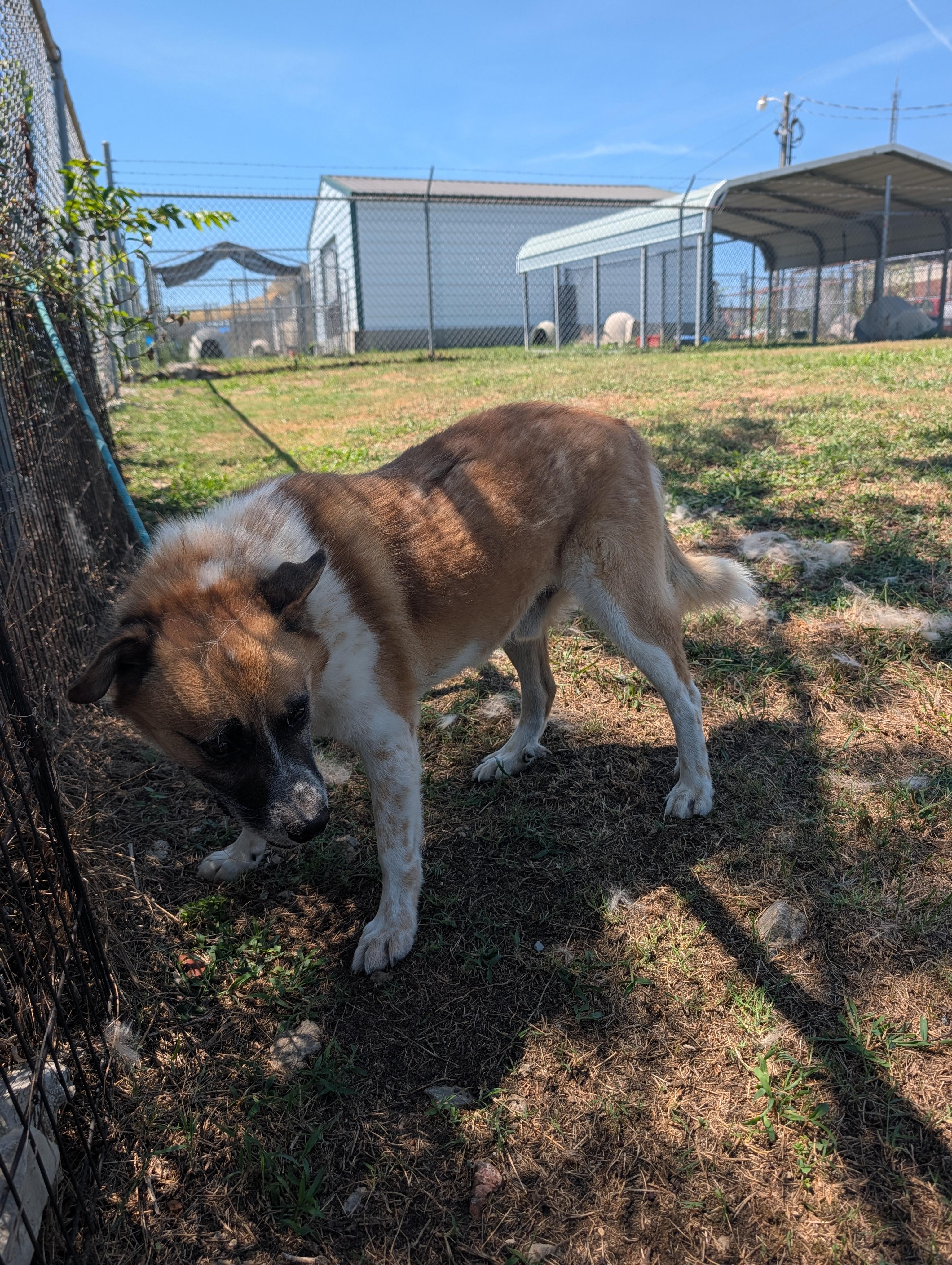 Sampson, a ADOPTABLE mixed breed in Lewisburg, TN image 1/6