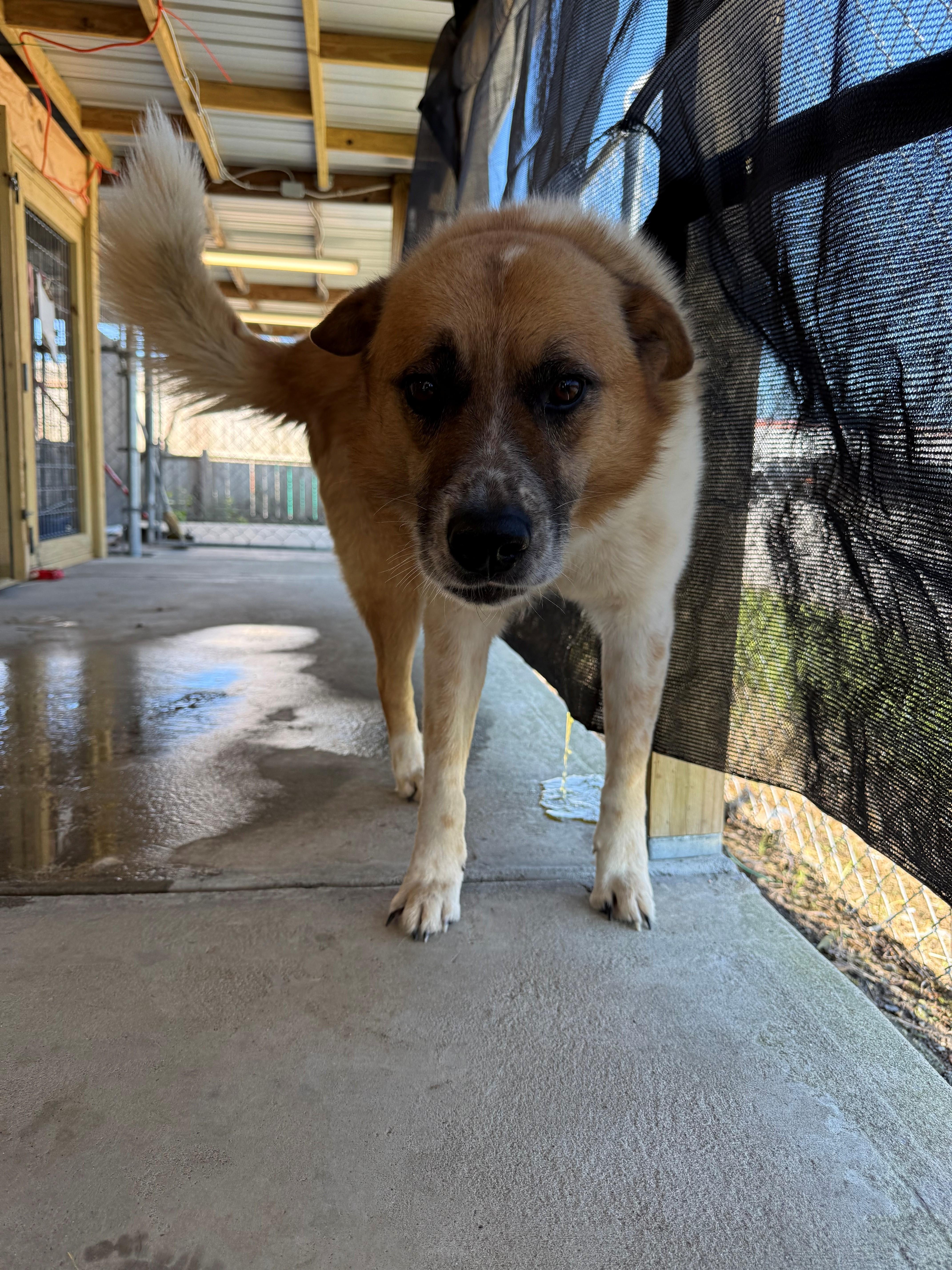 Sampson, a ADOPTABLE mixed breed in Lewisburg, TN image 2/2