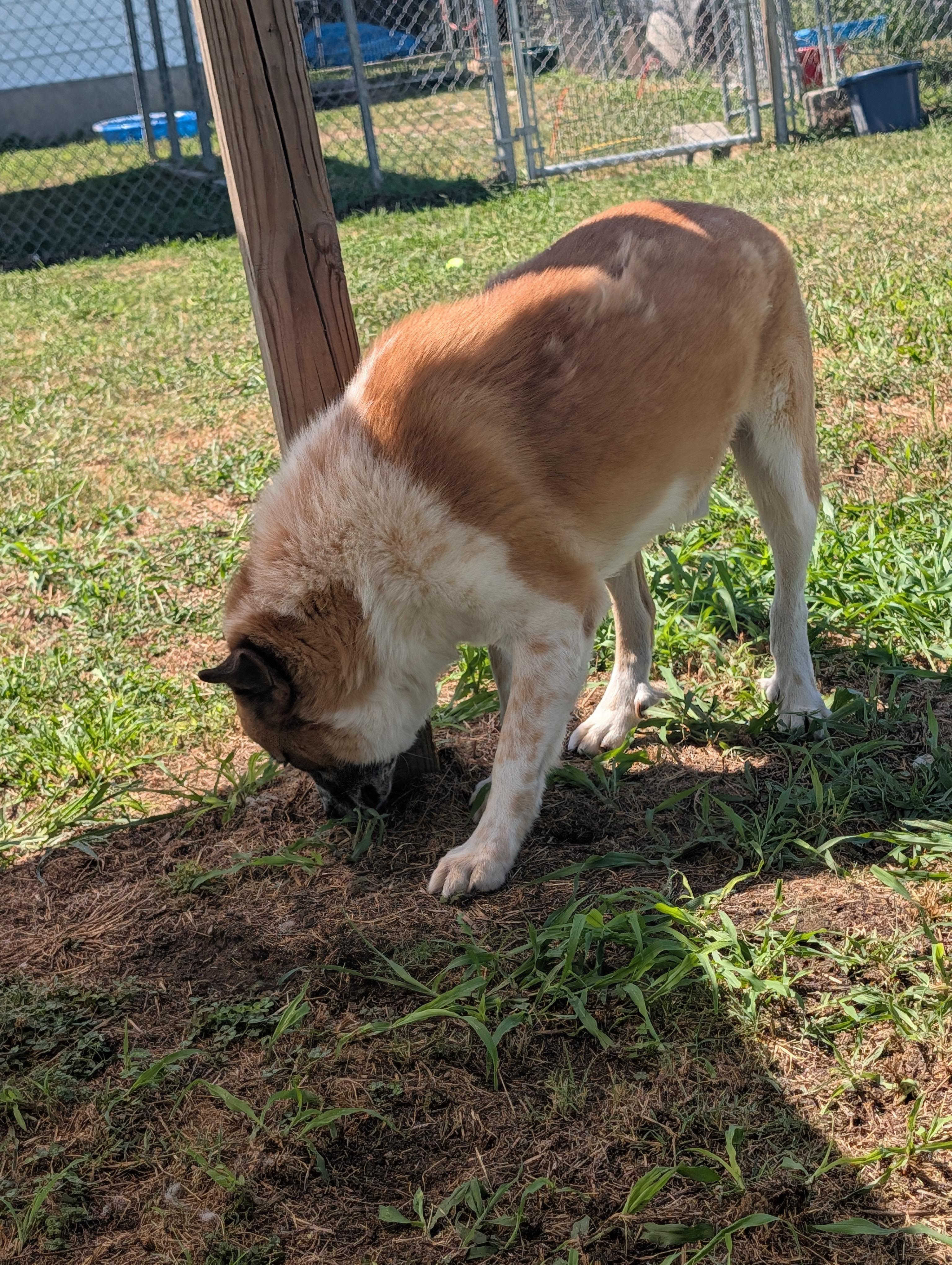 Sampson, a ADOPTABLE mixed breed in Lewisburg, TN image 2/6