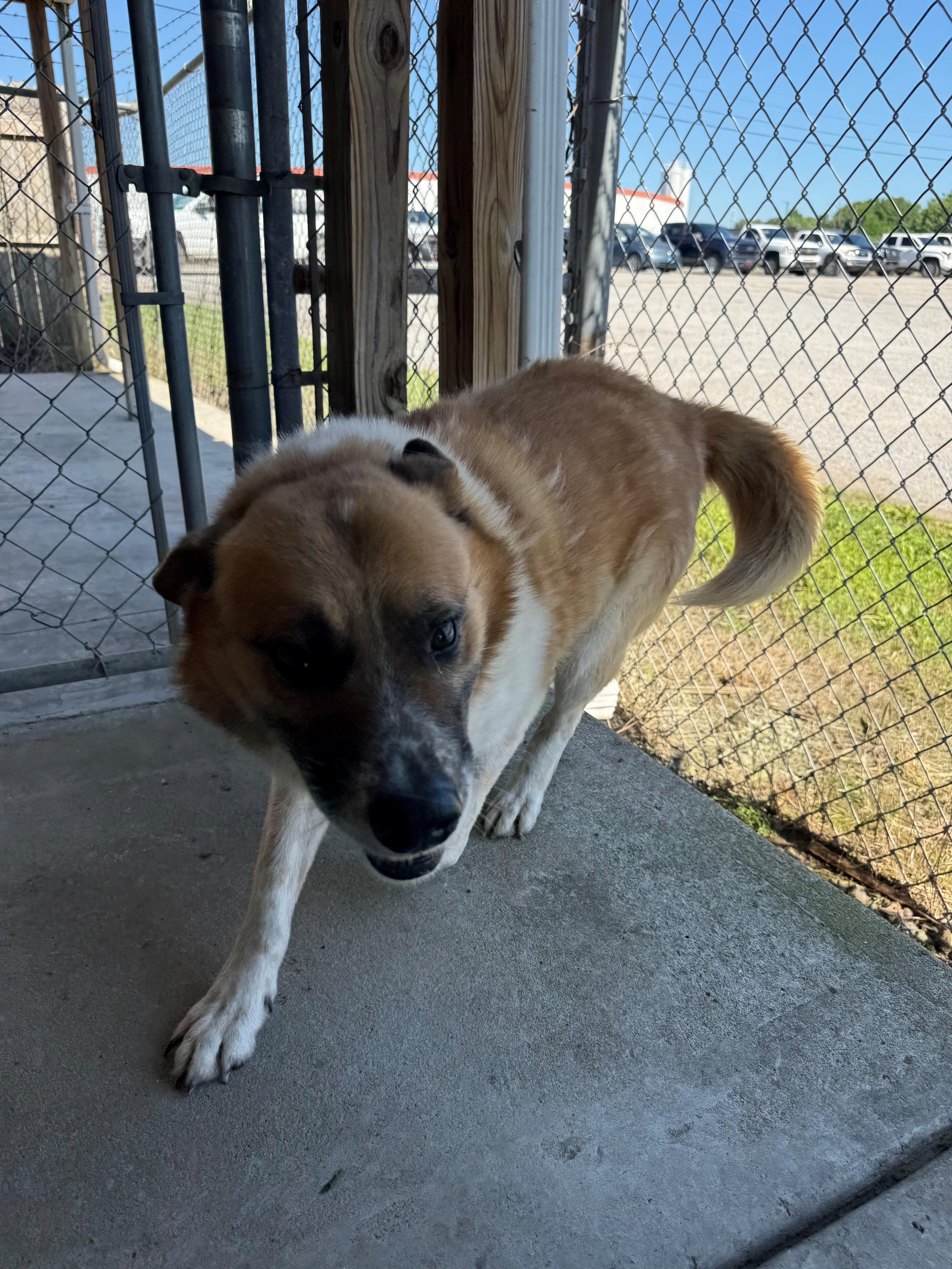 Sampson, ADOPTABLE, Young Male Shepherd.