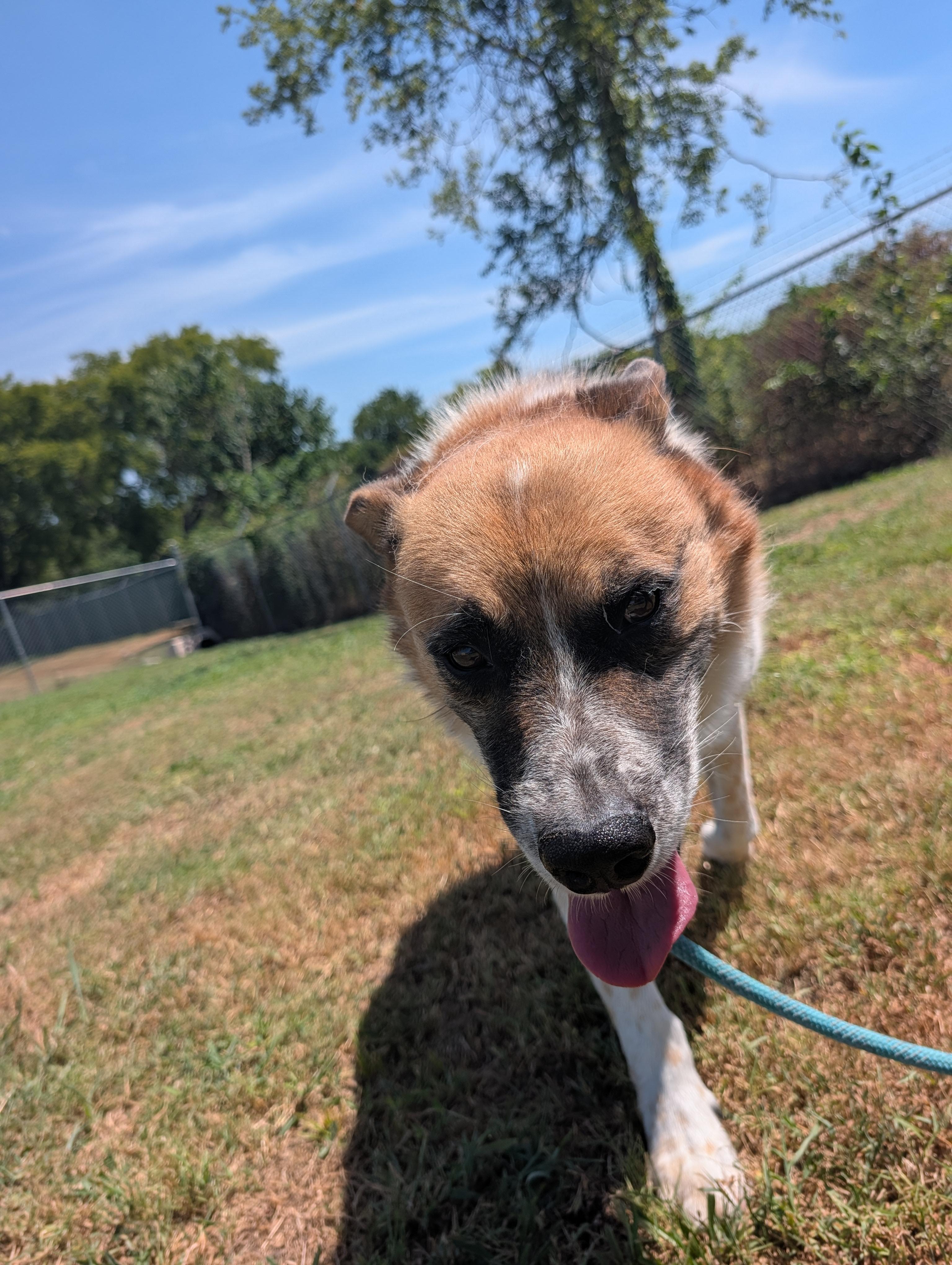 Sampson, a ADOPTABLE mixed breed in Lewisburg, TN image 4/6