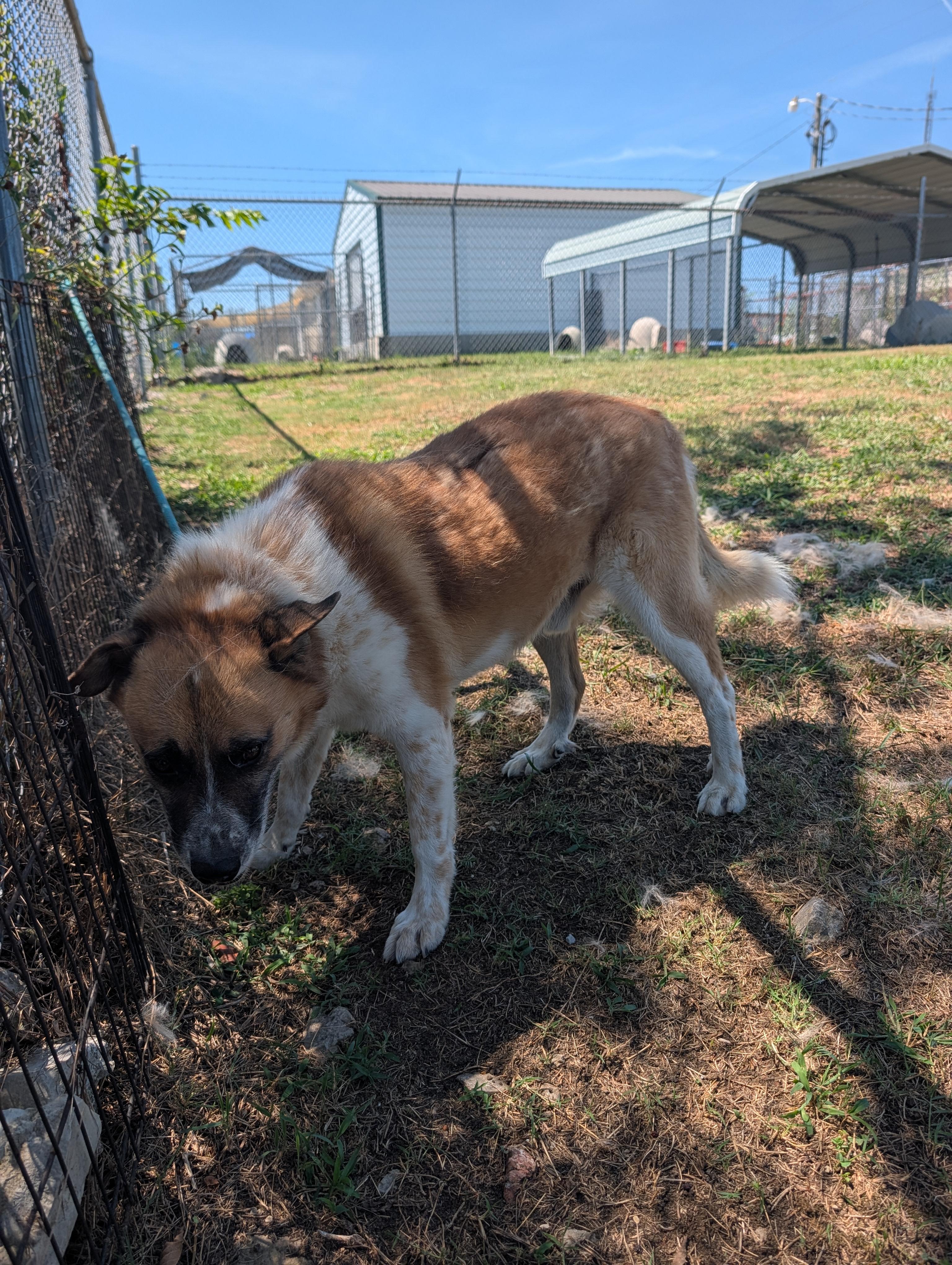 Sampson, a ADOPTABLE mixed breed in Lewisburg, TN image 5/6